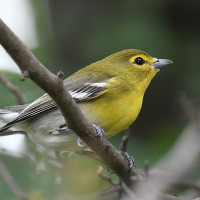 Yellow-throated Vireo